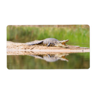 Crocodile
