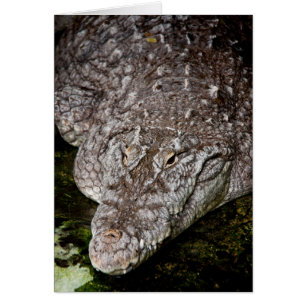 Crocodile