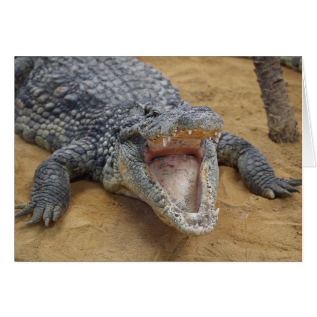 Crocodile avec mâchoires Large Ouvrir Gros plan (Devant horizontal)
