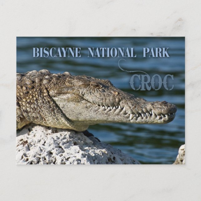 Crocodile, Biscayne National Park, Florida Postcard (Front)