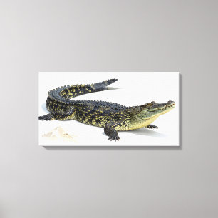 Crocodile Canvas Print