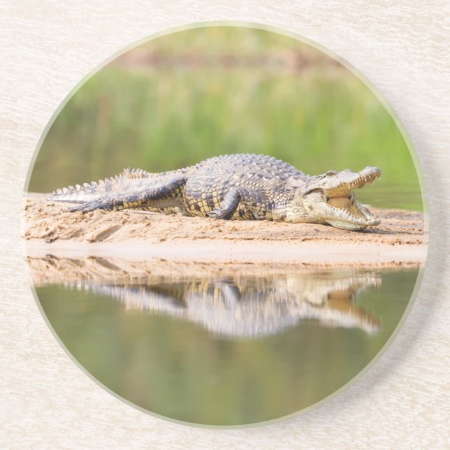 Crocodile Coaster (Front)