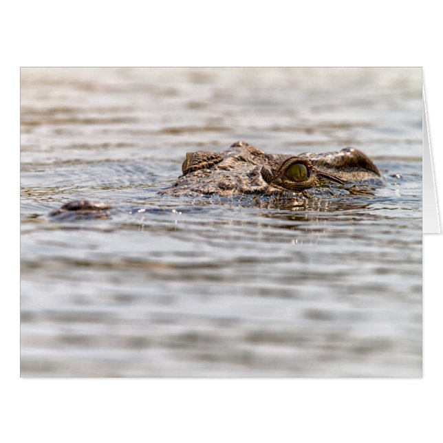 Crocodile du Nil (Devant horizontal)
