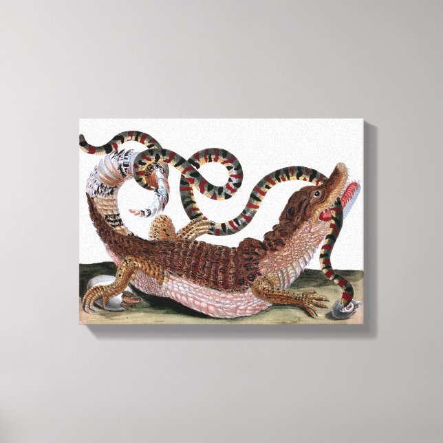 Crocodile Eating Snake On Cloth Canvas Print (Front)
