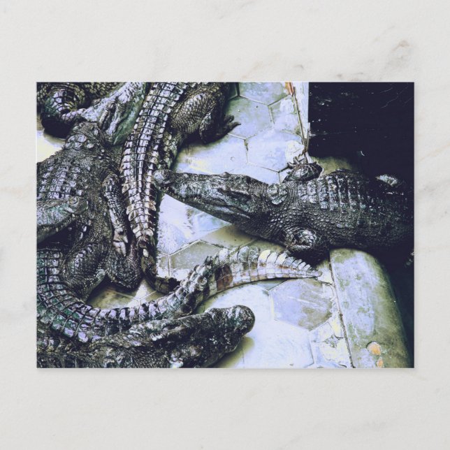 Crocodile Farm Postcard (Front)