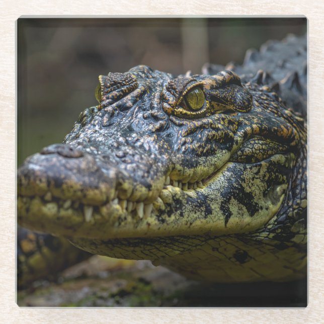 crocodile glass coaster (Front)