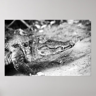 Crocodile in The Gambia Poster