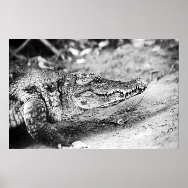 Crocodile in The Gambia Poster (Front)