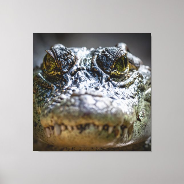 crocodile in water canvas print (Front)