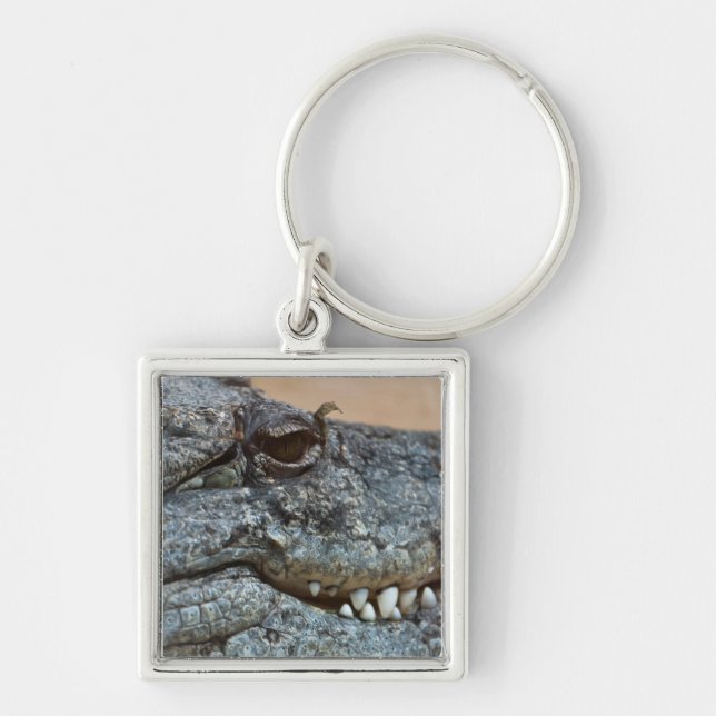 Crocodile Keychain (Front)
