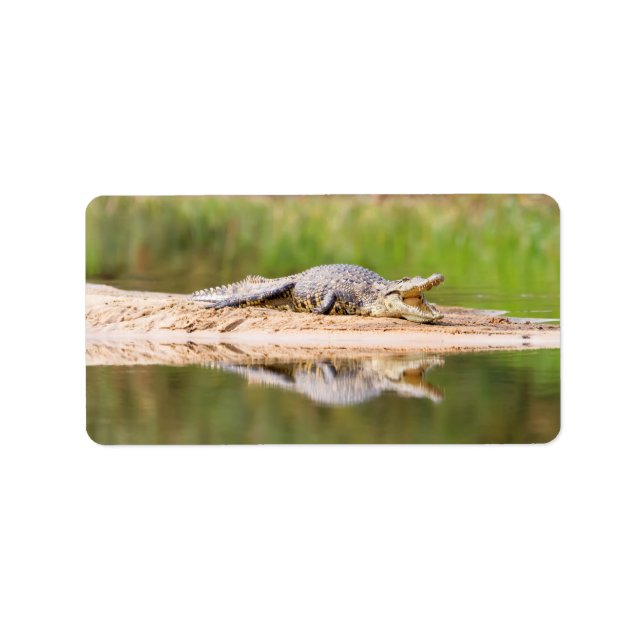 Crocodile Label (Front)