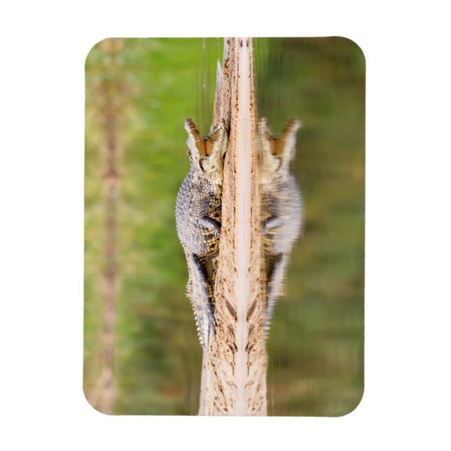 Crocodile Magnet (Vertical)