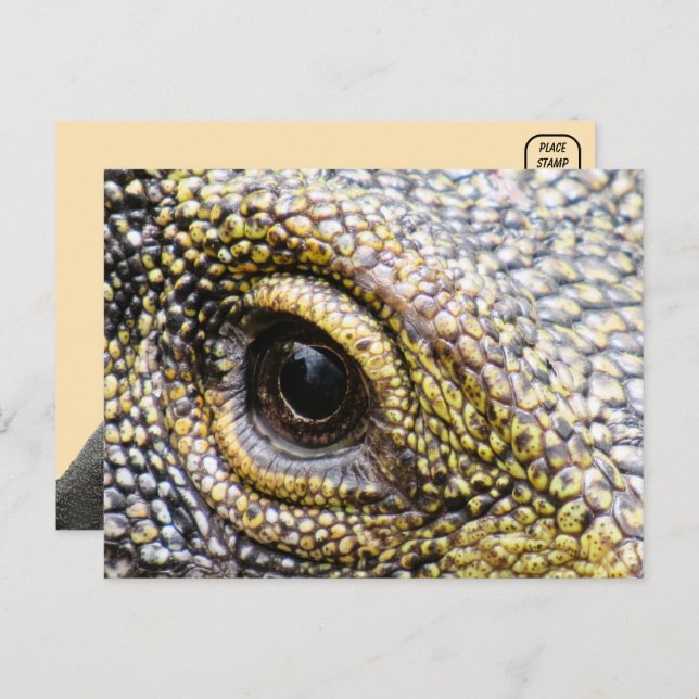 Crocodile Monitor Lizard Postcard (Front/Back)