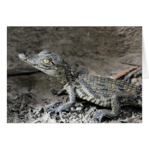 Crocodile nain de bébé