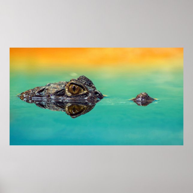 Crocodile on Still Body of Water Poster (Front)