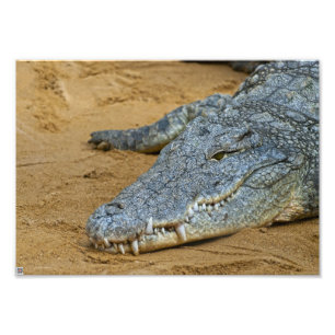 Crocodile Photo Print