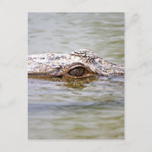 Crocodile Postcard