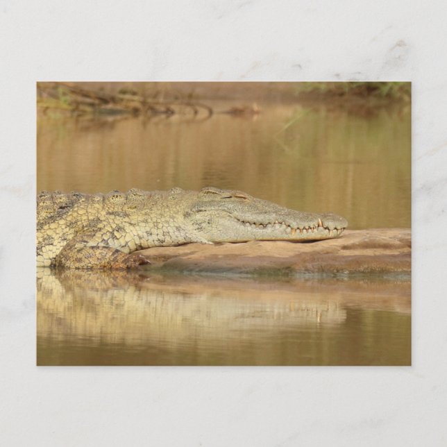 Crocodile  postcard (Front)