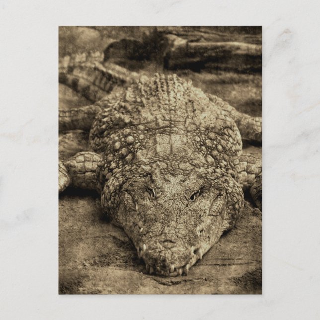 Crocodile Postcard (Front)
