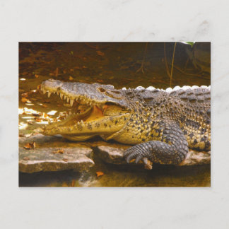 Crocodile Postcard