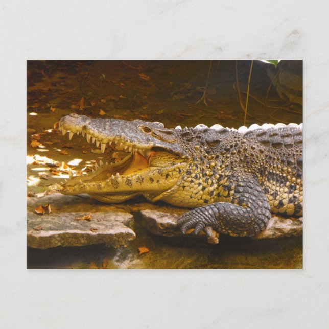 Crocodile Postcard (Front)