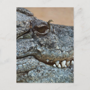 Crocodile Postcard