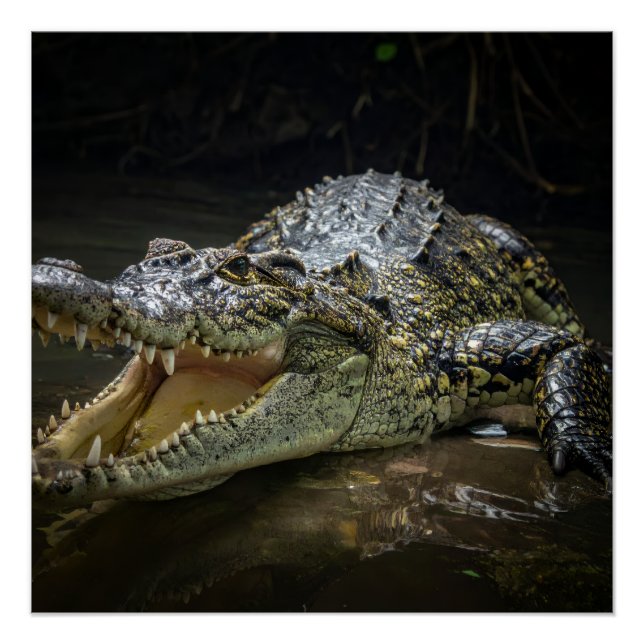 Crocodile Poster (Front)