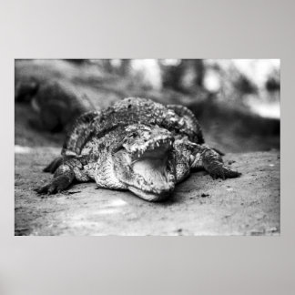 Crocodile Poster