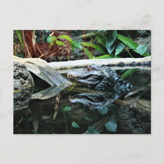 crocodile reflection shot postcard (Front)