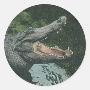 Crocodile Reptiles, Vintage Marine Animal Life Classic Round Sticker