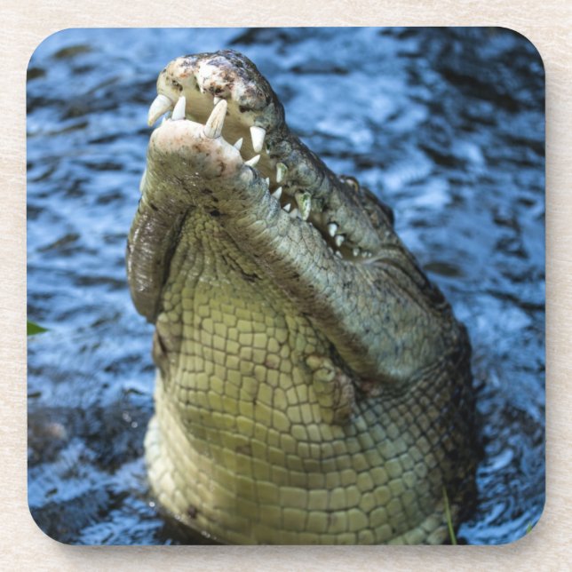 Crocodile Teeth Water Coaster (Front)