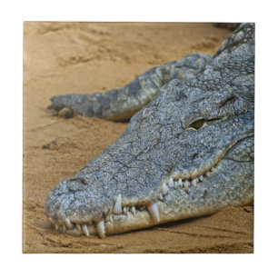 Crocodile Tile