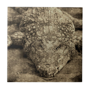 Crocodile Tile