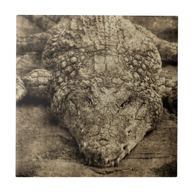 Crocodile Tile (Front)