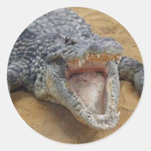Crocodile with Jaws Wide Open Close-up Classic Round Sticker