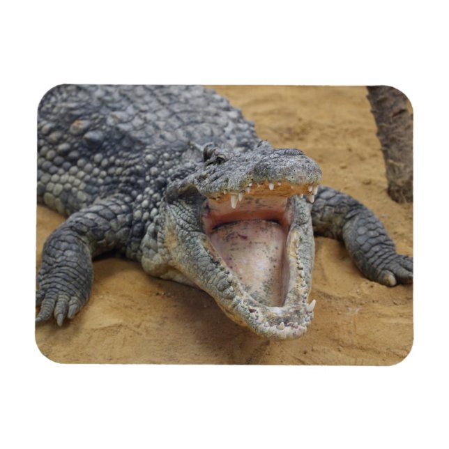 Crocodile with Jaws Wide Open Close-up Magnet (Horizontal)