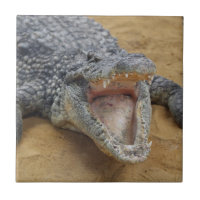 Crocodile with Jaws Wide Open Close-up
