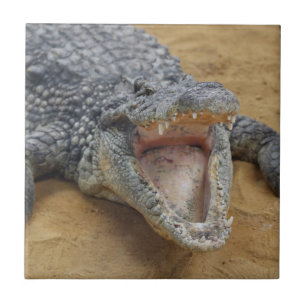 Crocodile with Jaws Wide Open Close-up Tile