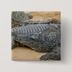 Crocodiles 2 Inch Square Button