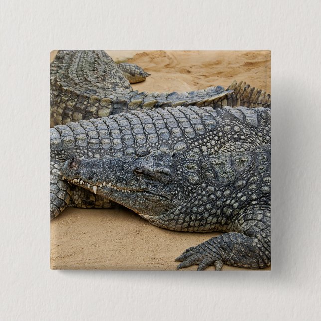 Crocodiles 2 Inch Square Button (Front)