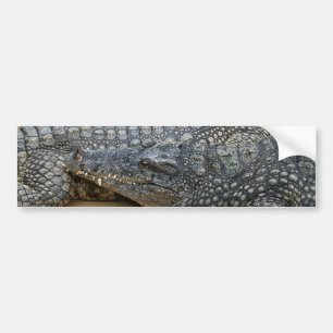 Crocodiles Bumper Sticker