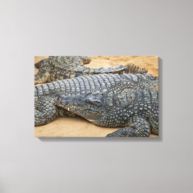 Crocodiles Canvas Print (Front)