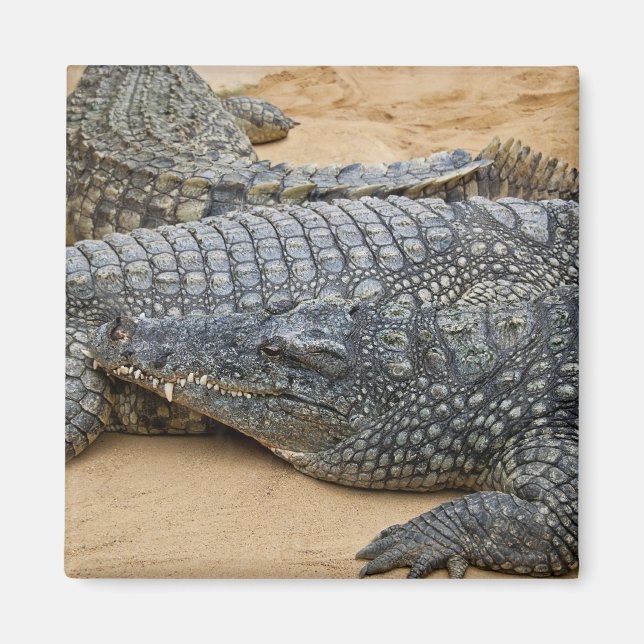 Crocodiles Magnet (Front)