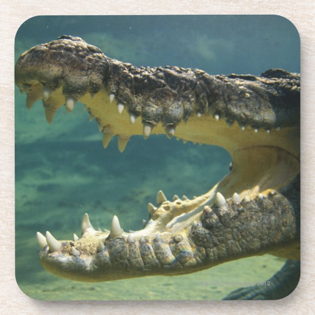 Crocodiles open mouth coaster (Front)