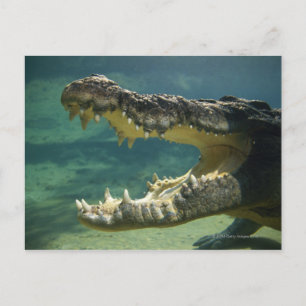 Crocodiles open mouth postcard