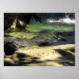 Crocodiles Poster