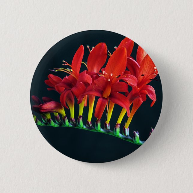 Crocosomia Lucifer Montbretia Floral 2 Inch Round Button (Front)