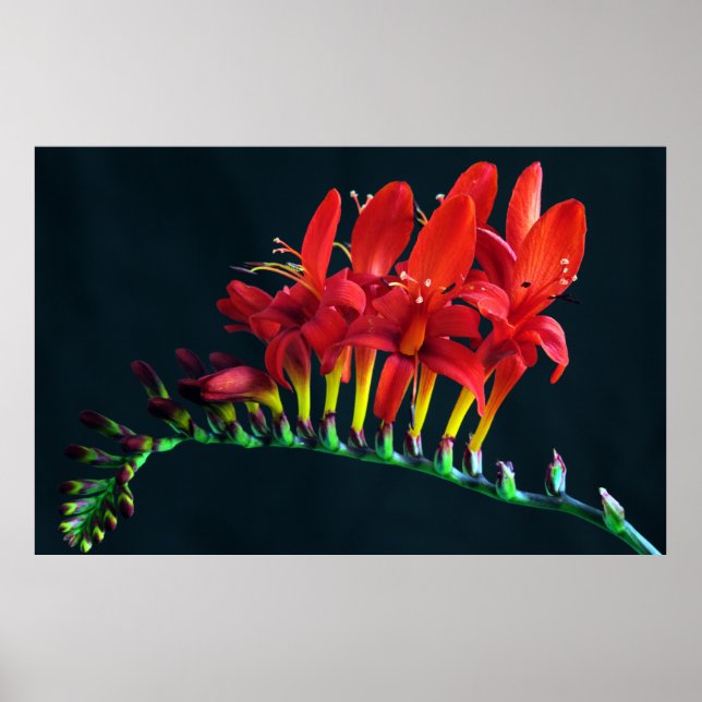 Crocosomia Lucifer Montbretia Floral Poster (Front)