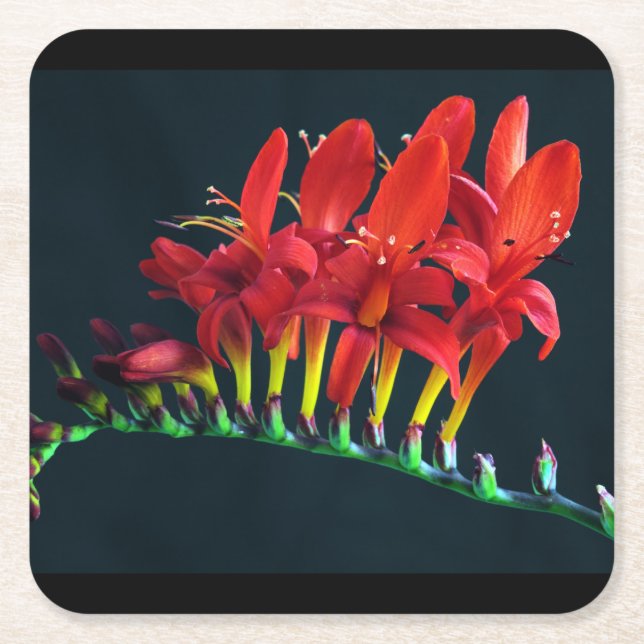 Crocosomia Lucifer Montbretia Floral Square Paper Coaster (Front)