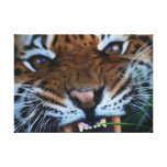 Crocs de tigres toiles tendues